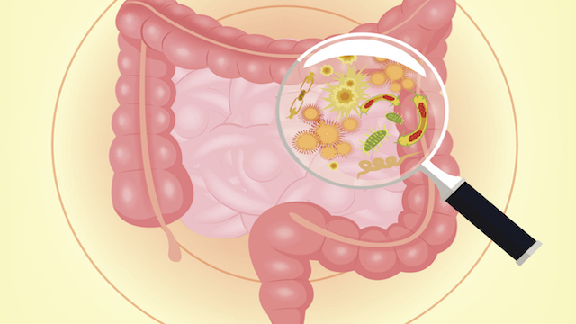 Gut Microbes